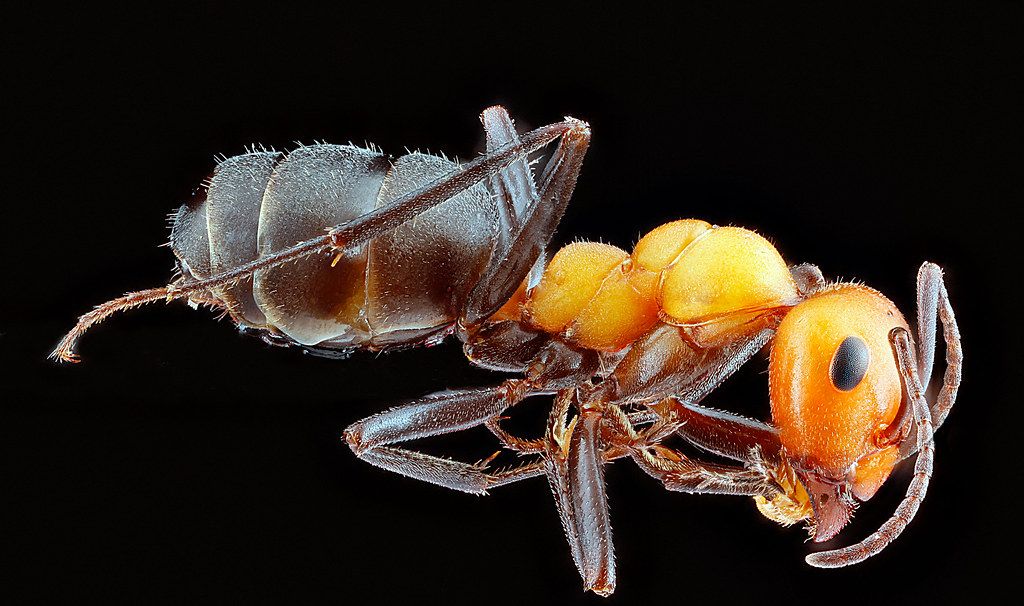 Ant Control service in Orland Park, IL