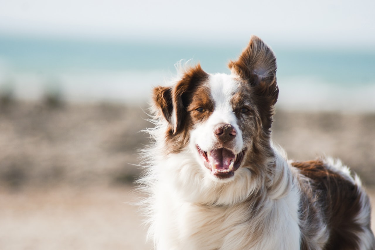 Flea & Tick Control service in Orland Park, IL
