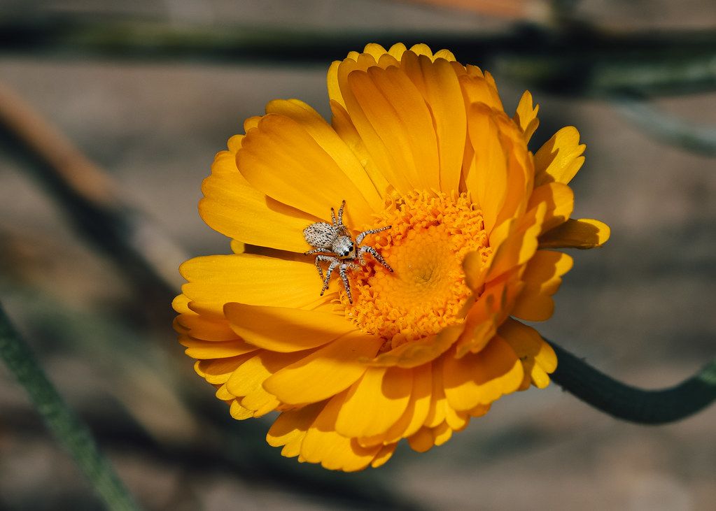 Spider Control service in Orland Park, IL